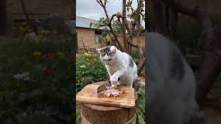 Adhedi a cat that knows how to cook ng [upl. by Trygve]