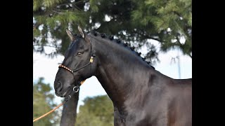 POETA DE SUSAETA  NIVEL SAN JORGE  SPANISH HORSE  BLACK HORSE  SUSAETA STUD [upl. by Icul]