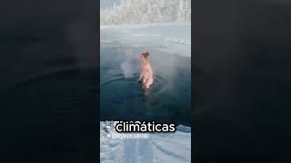 El lugar mas frio del mundo ¿te gustaria visitarlo shorts curiosos viajes [upl. by Iatnohs]