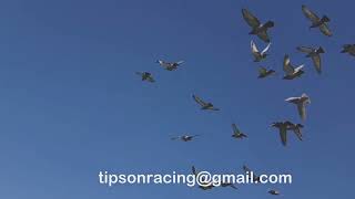 how to get your racing pigeons have the perfect moult [upl. by Ezana486]