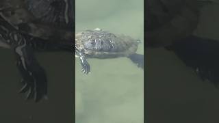 Turtle amp fish spotted at Passion wave Bedok Reservoir turtle fish bedokreservoir passionwave [upl. by Barbi]