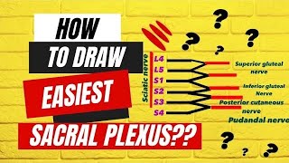 HOW TO DRAW EASIEST LUMBOSACRAL PLEXUS   ANATOMY [upl. by Ihsar56]