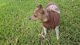 Cute Brown Turkey Dog Sweater 🦃🍂 [upl. by Niuq]