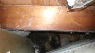 Raccoon Hiding in Soffit [upl. by Atinele]