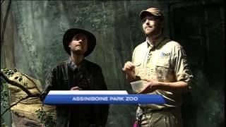 Assiniboine Zoo Spooktacular Halloween [upl. by Tdnerb363]