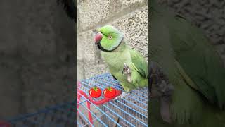 Indian parrot parrot funny comedy [upl. by Cerell]