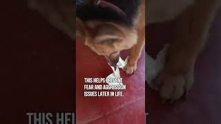 How to Effectively Train Your GSD with Positive Reinforcement germanshepherd gsdtraining [upl. by Ofilia]