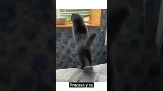 Gatos Graciosos  Videos de Risa de Gatos funny Shorts 😂🐈 [upl. by Mommy]