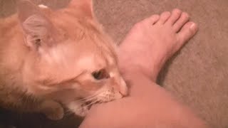 Angry cats videos compilation  try not to laugh videos [upl. by Thisbe]