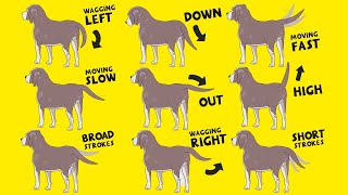 Interpret Dog Tail Wags How to Understand Dogs Body Language [upl. by Noislla]