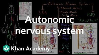 Autonomic nervous system  Organ Systems  MCAT  Khan Academy [upl. by So]