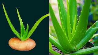 How To Propagate Aloe Vera Fast at Home  Aloe Vera Planting Idea [upl. by Caylor846]