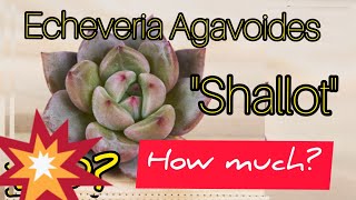 Echeveria Agavoides Shallot Agavoides EcheveriaAgavoides Shallot AgavoidesShallot [upl. by Nohtanhoj]