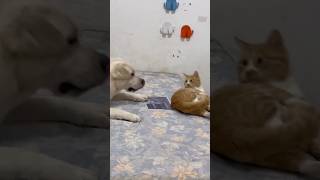 Cute cat wants to sleep but silly dog wont let him 😾 funny cat and dog videos catanddog shorts [upl. by Neemsay578]