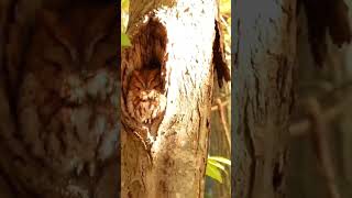 Master of Camouflage Eastern Screech Owl [upl. by Melquist110]