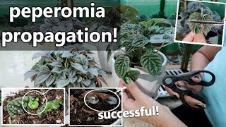 HOW TO PROPAGATE PEPEROMIA  Peperomia Propagation [upl. by Calore]