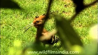 Hoopoe  The national bird of Israel [upl. by Dolores]