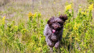 How Loyal is a Wirehaired Pointing Griffon [upl. by Georg981]