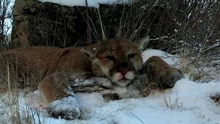 Solo hunting HUGE 155lb Washington cougar [upl. by Alveta]