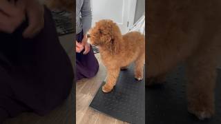 Let’s weigh Lewis 🐶🐾 puppyvideos goldendoodlepuppy doodlepuppy cutepuppy goldendoodle [upl. by Atte728]