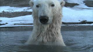 Polar Bear  Spy on the Ice Highlight Reel [upl. by Graniah]