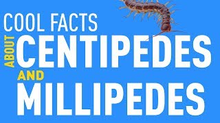 Cool Facts about Millipedes and Centipedes [upl. by Joerg751]