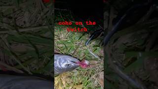 twitch’n up coho the twitching jigs late fall salmon tributary salmon addictedfishing [upl. by Mauro499]