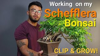 Lets work on Schefflera Bonsai Dwarf Umbrella tree bonsai tropicalplants [upl. by Eilzel]