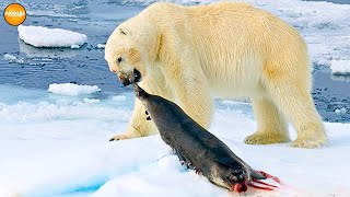 Top 10 Moments Polar Bear Hunt Mercilessly  The Artics Deadliest Predator [upl. by Odareg]