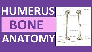 Humerus Bone Anatomy and Physiology Lecture [upl. by Kavanagh850]