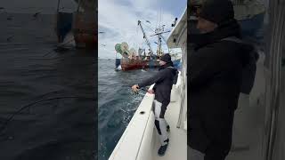 Tossing a dead dogfish shark next to a dragger and hooking a GIANT bluefin tuna fishing nature [upl. by Nywnorb]