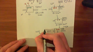 The Sarco  Endoplasmic Reticulum Calcium ATPase SERCA Part 2 [upl. by Devonne]