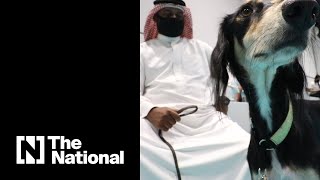 The UAEs annual Arabian Saluki beauty competition [upl. by Sawyere]