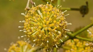 Uncaria tomentosa [upl. by Audun822]