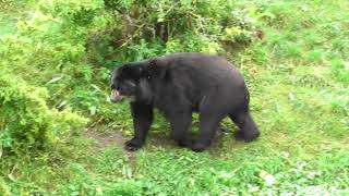 Andean bear  Chester Zoo [upl. by Zul565]