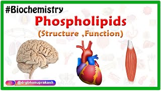 Phospholipids Structure Function  Types  Animation  Medical Biochemistry [upl. by Daza876]