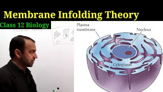 Membrane Infolding Theory class 12 Biology  Evolution [upl. by Ennovihs]