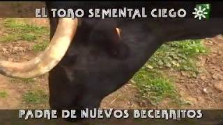 Toros de El Añadío toro semental ciego padre de becerritos  Toros desde Andalucía [upl. by Rovert778]