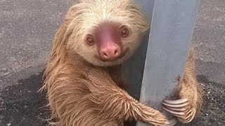 Authorities Help Sloth Clinging To Guardrail That Was Scared To Cross Road [upl. by Lazare874]