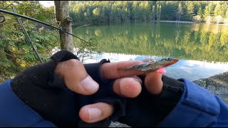 Browning lake  jigging for trout  unexpected casualty [upl. by Maillliw780]