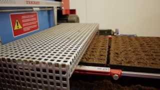 Tray filling machine and seed sowing for forestry by Urbinati [upl. by Avrit776]