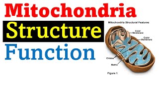 Mitochondria structure and function [upl. by Whitford]