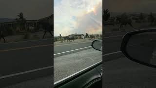 Reno Nevada Davis Fire Wild Horse Herd [upl. by Anneg946]