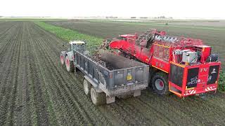 Holmer T440 9 row beet harvester working in Norfolk [upl. by Naimerej970]