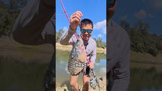 Using RIDICULOUS Bait To CATCH RIVER MONSTERS… GONE WRONG [upl. by Clayson]