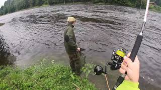 Salmon at Cargill on the river Tay [upl. by Aig339]