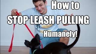 How to Train Your Dog to NOT PULL on the Leash [upl. by Son]