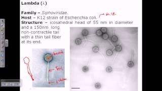 Lambda phage structure [upl. by Annoyk564]