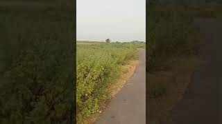 Agriculture Land For Sale in Siddipet to Hanumakonda Road [upl. by Firmin80]