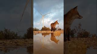 Wind farm amp 🦊🦊☃️ greenenergy nature turbine 💨 [upl. by Perl739]